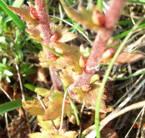 Saxifraga bulbifera